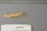 Click for 1 image(s) for this accession. Spike